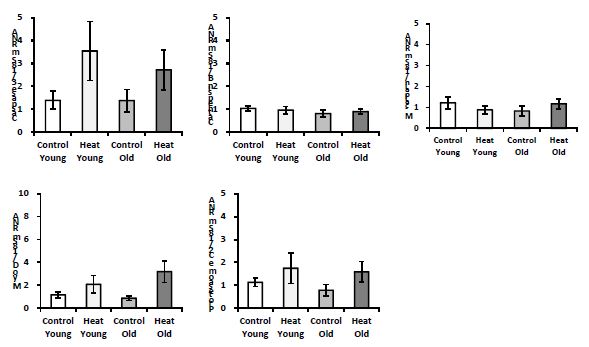 Effects of age on gene expression in breast muscles of broilers exposed to heat stress. Twenty eight- and 42- days old broilers were exposed to heat stress for 9 days. Young: 28 days; Old: 42 days; Control: stress; Heat: heat stress. ANOVA on Day 1. Caspase 3: age, P=0.622; heat, P=0.050; age*heat, P=0.634; Cathepsin B: age, P=0.279; heat, P=0.951; age*heat, P=0.570; M-calpain: age, P=0.840; heat, P=0.990; age*heat, P =0.173; Myo D: age, P=0.530; heat, P=0.020; age*heat, P=0.290; Proteasome C2: age, P=0.560; heat, P=0.111; age*heat, P=0.830.