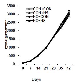 Effects of early age heat conditioning on body weight in broilers repeatedly exposed to heat stress