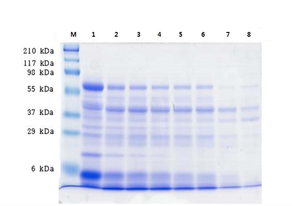 플라보자임으로 가수분해 한 보리 단백질의 SDS-PAGE 결과
