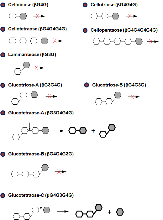 BsβGn의 oligosaccharides 가수분해 양상