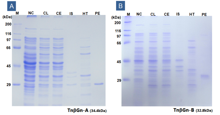 TnβGn-A (A )와 B (B) 유전자의 재조합 대장균 내 발현 및 정제