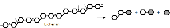 TnβGn-A와 B의 lichenan 가수분해 양상