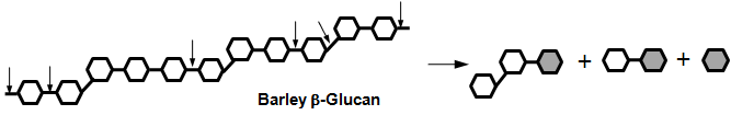 TnβGn-A와 B의 보리 β-glucan 가수분해 양상
