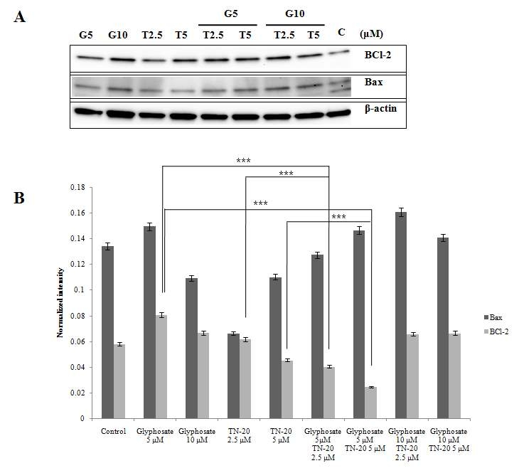 Glyphosate와 TN-20의 혼합물에 의한 세포의 독성 증대 기전을 알아보기 위해 mitochondrial apoptosis, antiapoptotic 단백질인 Bcl-2, Bax의 단백질 발현량을 확인하였음. Glyphosate 농도는 5 μM로 고정하였으며, TN-20의 농도는 2.5 또는 5.0 μM로 처리한 경우, TN-20의 농도가 증가하였을 때 BCL-2의 발현이 감소 (P < 0.001)와 Bax의 발현은 크게 (P < 0.001) 증가하는 것을 확인함.