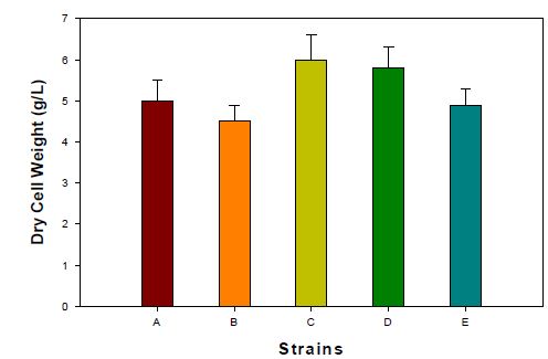 5가지 약용버섯 균사체를 이용한 균사체 생산성(감귤부산물 배지 이용)