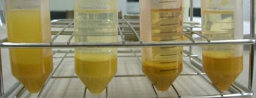 Photographs of mandrin peel powder treated with acid and enzymes. (A) no treated (B) treated with enzyme A (C) treated with enzyme B (D) treated with enzyme C.