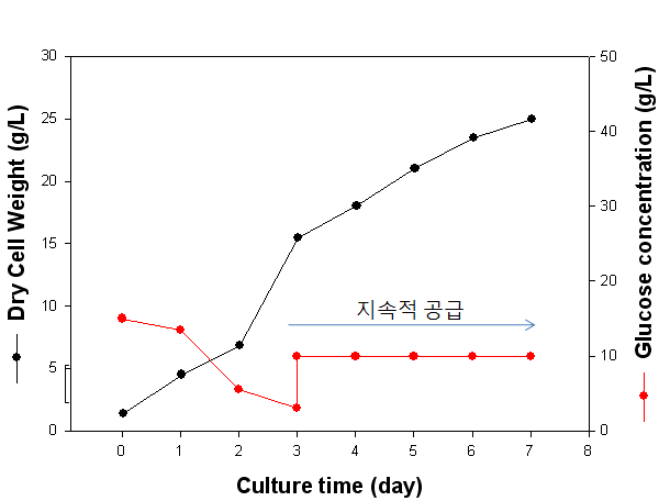 지속적 유가식 배양을 통한 꽃송이 버섯 균사체 생산성 결과 그래프