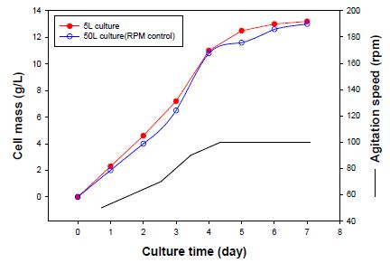 50L 배양기에서 교반속도 조절을 통한 치마버섯 균사체 생산 배양