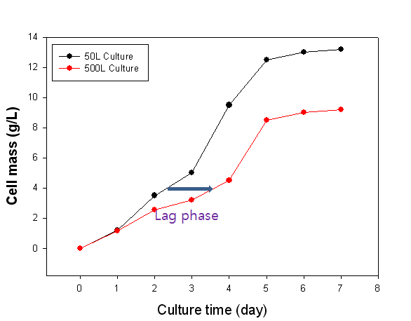 50L와 500L 발효기에서의 꽃송이버섯 균사체 생산성 비교 그래프