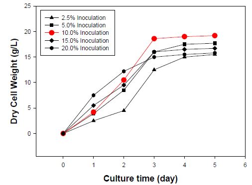단순 회분식 배양을 통하여 접종량에 따른 꽃송이 버섯 균사체의 생산농도를 나타낸 그래프