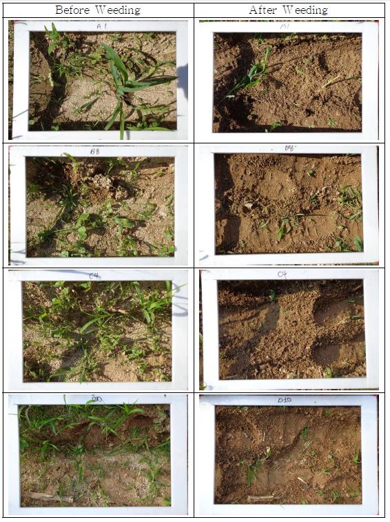 View of test site, before and after weeding