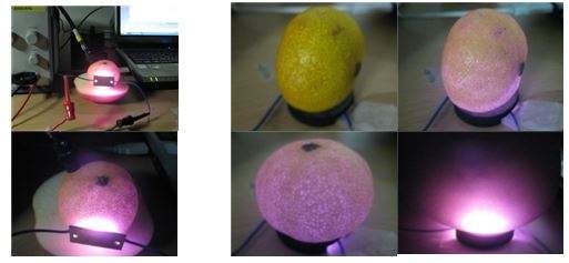 LED 집적광원모듈의 과일 적용시험(감귤, 사과)