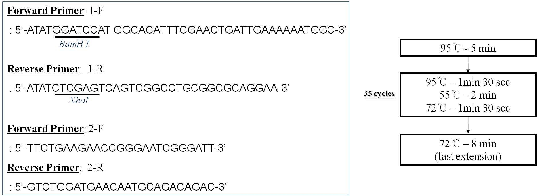 Xanthomonas axonopodis pv.citri FtsZ gene PCR