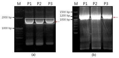 Xanthomonas axonopodis pv.citri FtsZ PCR product