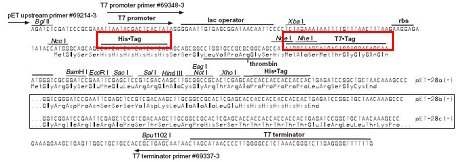 Characteristic features of bacterial over expression vector, pET28a