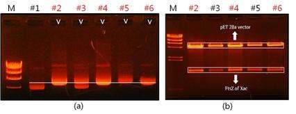 FtsZ gene cloning of Xanthomonas axonopodis pv.citri