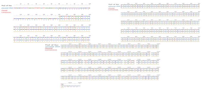 Sequence result of pET28a-FtsZ cloning product