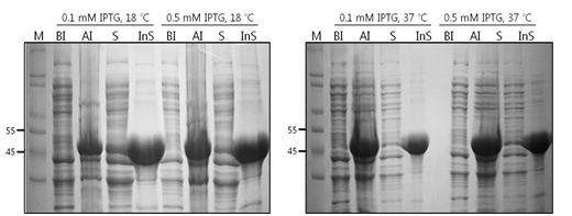 Expression and solubility test of recombinant FtsZ protein