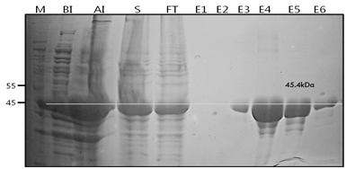 Purification of FtsZ insoluble protein