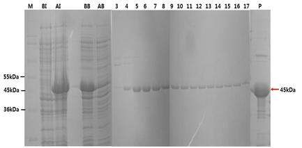 Purification of FtsZ soluble protein