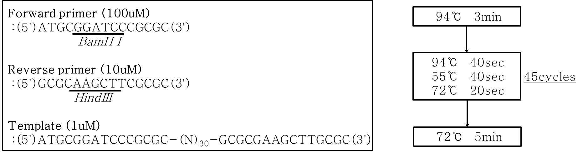 Template, primer sequence and PCR condition for ssDNA library preparation.