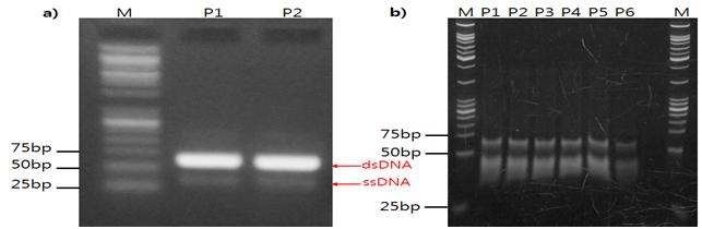 PCR product for ssDNA library