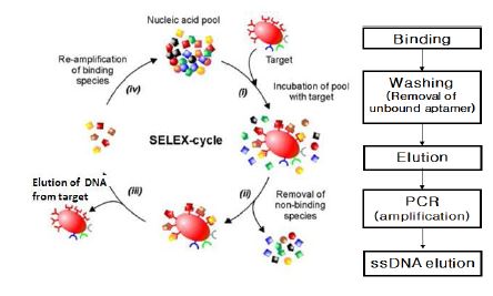 Scheme of SELEX process.