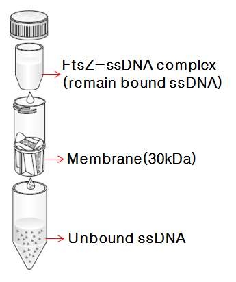 Scheme of Ultrafiltration Spin Column (30KDa membrane pore size).