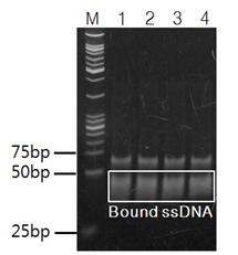 After 8 round of SELEX, ssDNA was amplified using assymetric PCR and PCR product was electrophoresed on 12% Native PAGE gel.