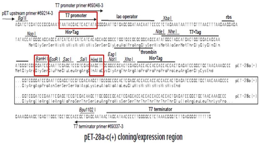 pET28a(+) vector map.