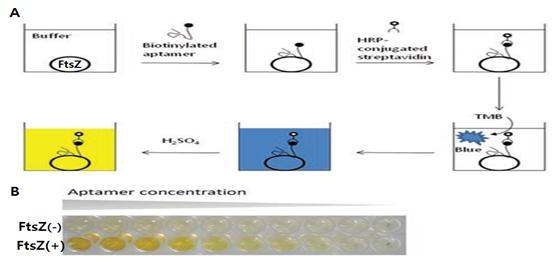 Aaptamer-based enzyme-linked immunosorbent assay(ELISA).