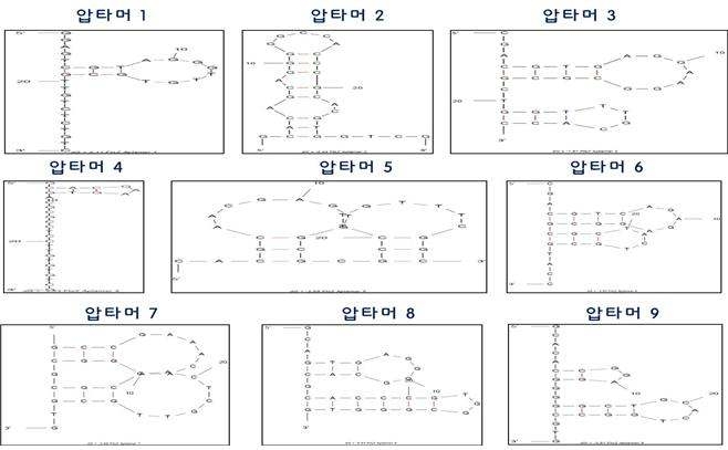 Prediction of aptamer structures.