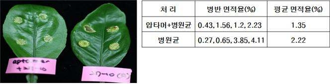 Measurement the area of wound after infiltration.