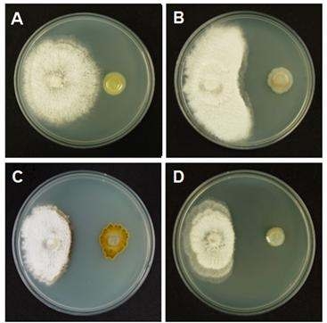 제주에서 분리한 길항근권세균에 의한 감귤검은점무늬병균 (Diaporthe citri)에 대한 항균효과. 항균효과가 없는 균주 CRY521-1 (A), 항균효과가 뚜렷한 균주 MRL408-3 (B), THJ 609-3 (C) 그리고 TRH 423-3 (D).