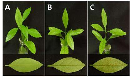 감귤검은점무늬병원균의 서로 다른 농도로 감귤잎에 접종 한 후 15일 경과 후 병징. 살균수(H2O)처리(A), 검은점무늬병균 1.0×106 conidia/ml (B), 검은점무늬병균 1.0×107 conidia/ml (C)로 접종.