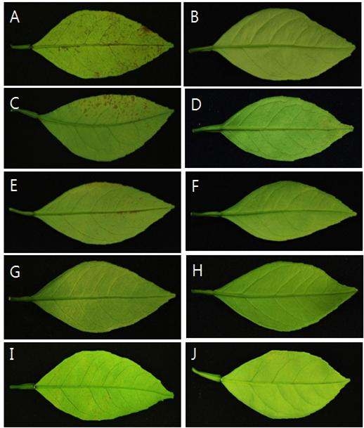 길항근권세균에 의한 감귤 검은점무늬병의 병 진전 억제 효과. 살균수(H2O)처리(A)와 검은점무늬병균과 길항근권세균 TRH 415-2(B), THJ609-3(C), MRL 408-3(D), 그리고 TRH423-3(E)를 혼합하여 처리하였음. 또한 검은점무늬병균과 디치수화제(F)를 혼합하여도 처리하였음. 길항근권세균의 농도는 1.0 x 106 cfu/ml 이고 디치수화제 농도는 1 g/L로 살포하였고 접종 15일 후에 병징을 조사하였음. A: 무처리, B: Dithianon, C: TRH423-3 전처리, D: TRH423-3 전-후처리, E: MRL 408-3 전처리, F: MRL 408-3 전-후처리, G: THJ 609-3 전처리, H: THJ 609-3 전-후 처리, I: TRH 415-2 전처리, J: TRH415-2 전-후처리