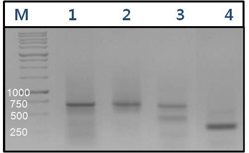 선발된 길항근권세균의 DNA를 primer 38r: 5' -CCG GGT TTC CCC ATT CGG-3' 와 72f: 5' -TGC GGC TGG ATC TCC TT-3' (Martin-Laurnet 등, 2001)를 이용하여 유전자 증폭한 산물을 1% agarose gel을 이용하여 전기 영동한 결과. Lane 1, MRL 408-3; 2, TRH 423-3; 3, TRH 415-2; 4, THJ 609-3, M, 1kb Ladder (iNtRON Bio.).