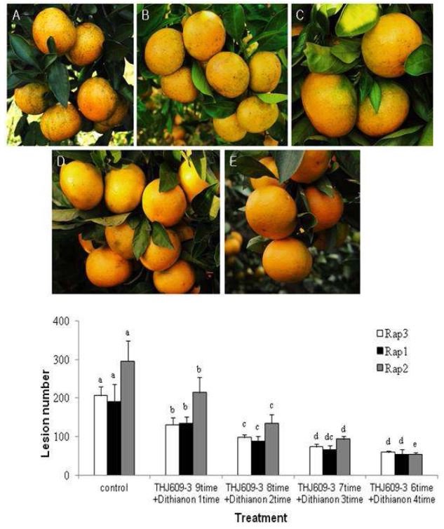 감귤 포장에서 길항근권세균 THJ609-3과 시판농약 Dithianon®의 여러 가지 살포횟수에 따른 감귤 잎에서 발생한 감귤검은점무늬병의 병반수 감소