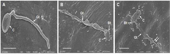 길항근권세균을 처리한 감귤 잎에 감귤검은점무늬병균을 접종한 후 전자현미경을 이용하여 관찰한 사진 A: 무처리, B: 길항근권세균 THJ609-3 처리, C: 길항근권 세균 TRH423-3 처리. Bt: 길항근권세균, C: 감귤검은점무늬병균 포자, Gt: 발아관.