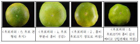 온주밀감 일소증상(유포 피해)