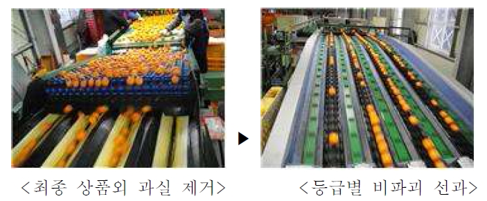 Automatic fruit sorting system in the packing house