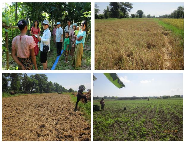 미얀마 제1의 곡창지 Ayeyarwady주 농가에서 작물재배법 인터뷰