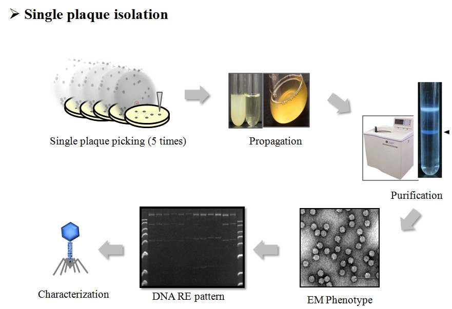 파지의 single plaque를 선별하고 순수분리하는 방법