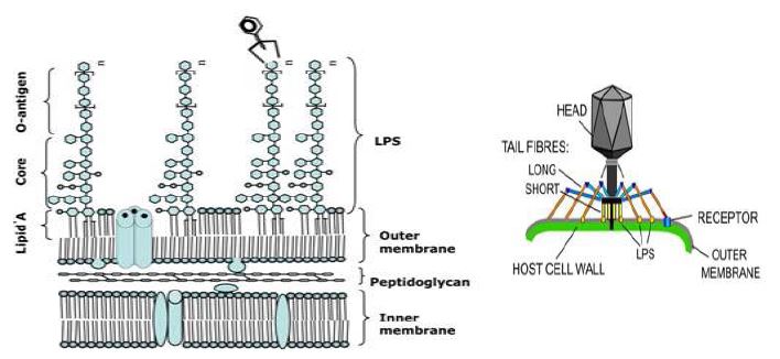 그람 음성 세균의 LPS core 부분에 파지가 binding 하는 모식도 및 파지의 tail fibres 가 세균의 receptor에 binding 하는 모식도