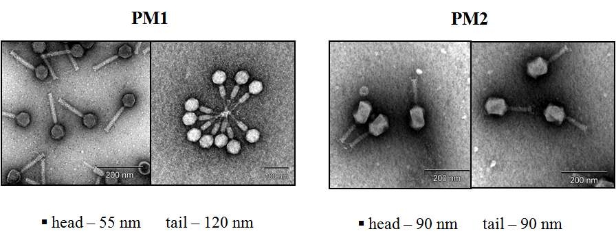 Myoviridae 에 속하는 Pectobacterium bacteriophage PM1과 PM2의 형태