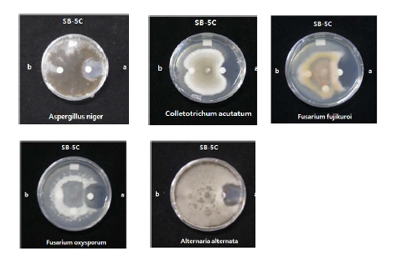 총 5종류의 부패균에 대한 TLC에서 분리한 fraction SB5-c-a의 항 진균 활성 검정
