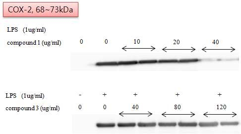 COX-2의 Western blot