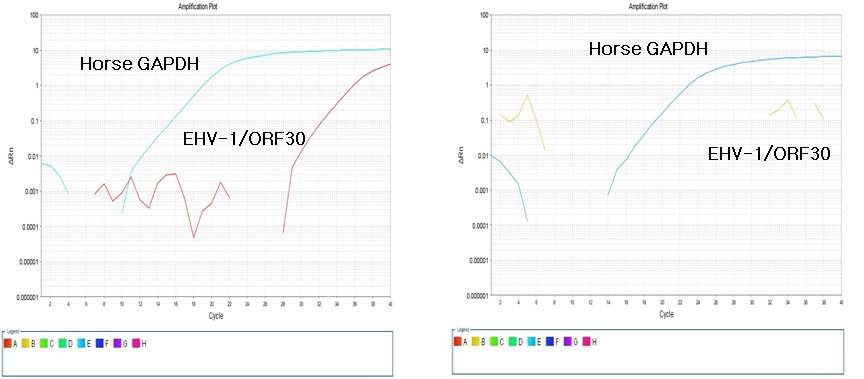 Fig 17. RT-PCR detection of EHV-1 specific DNA polymerase (ORF30) gene. Positive sample (left) and negative sample (right).