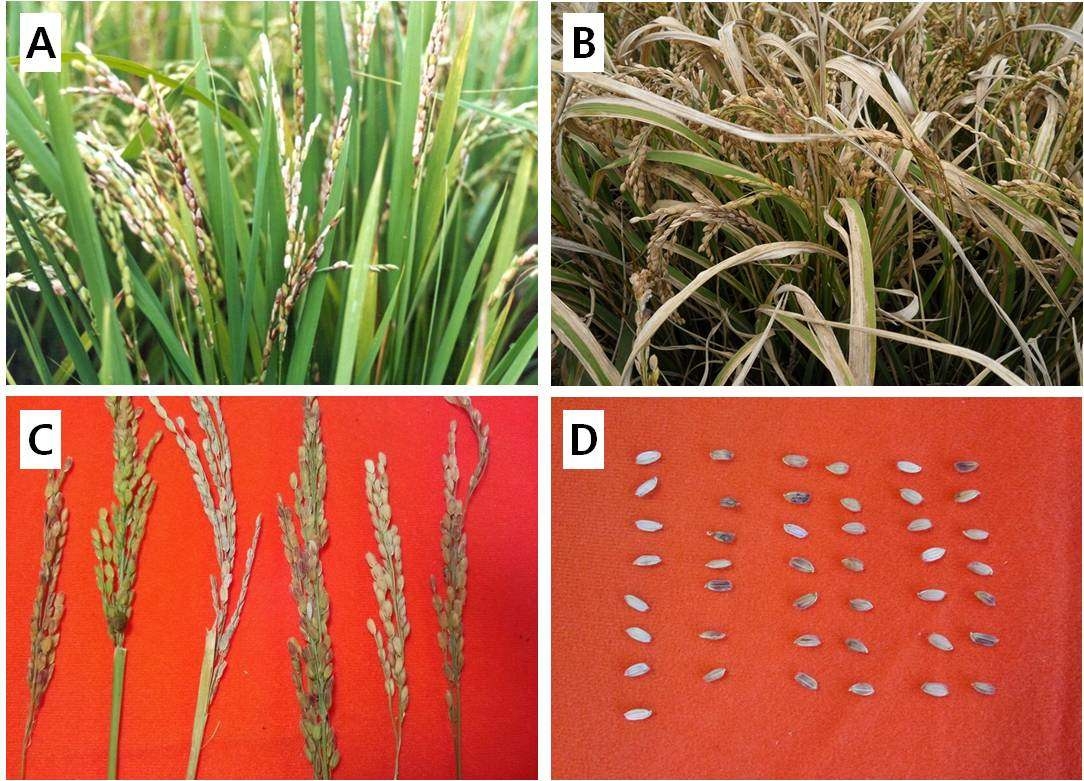 Symptoms of three bacterial diseases in rice