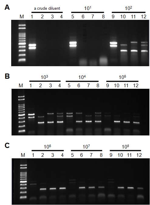 Sensitivity (detection limit) of direct-multiplex PCR in serially diluted bacterial samples for the detection of Bg+Xoo, Bg+Aa.a, Xoo+Aa.a, and Bg+Xoo+Aa.a. Lane M: molecular size marker (100~2,000 bp), (A) Lane1~4: a crude diluent: 100diluted, Lane5~8: 101diluted, Lane9~12: 102diluted; (B) Lane1~4: 103diluted, Lane5~8: 104diluted, Lane9~12: 105diluted; (C) Lane1~4: 106diluted, Lane5~8: 107diluted, Lane9~12: 108diluted.